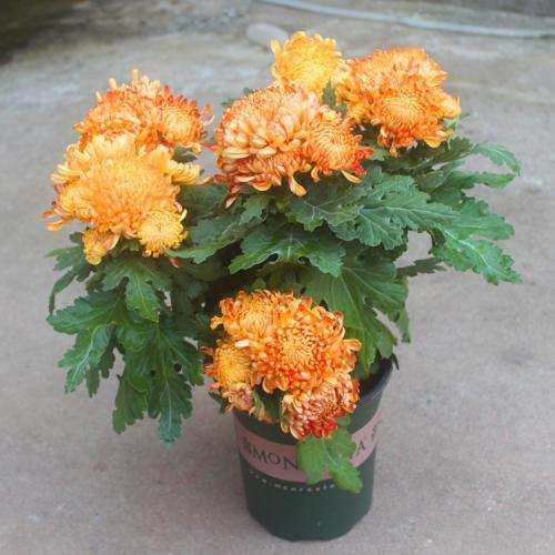 菊花两段根盆栽怎么肥料管理的3个方法