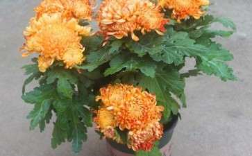 菊花两段根盆栽怎么肥料管理的3个方法