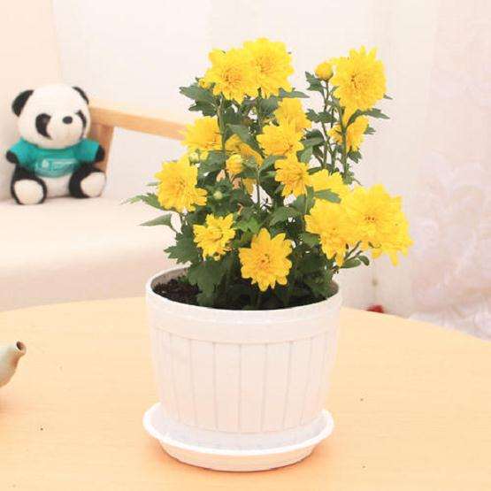 菊花盆栽怎么植株管理