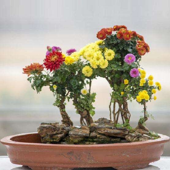 菊花盆栽怎么植株管理