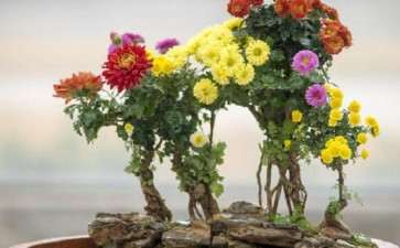 菊花盆栽怎么植株管理的6个方法