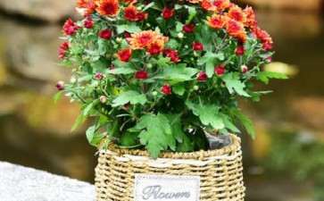 菊花盆栽怎么病虫害防治的2个方法