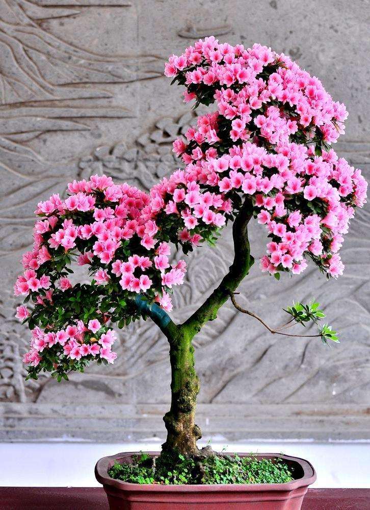 菌根真菌接种对盆栽杜鹃花生长的影响