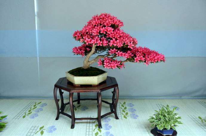 菌根真菌接种对盆栽杜鹃花生长的影响