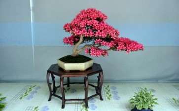 菌根真菌接种对盆栽杜鹃花生长的影响