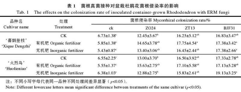 菌根真菌接种对杜鹃盆栽侵染率的影响