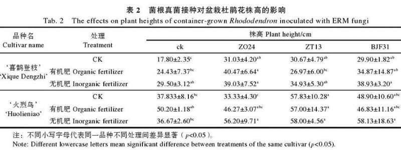 菌根真菌接种对杜鹃花盆栽苗株高的影响