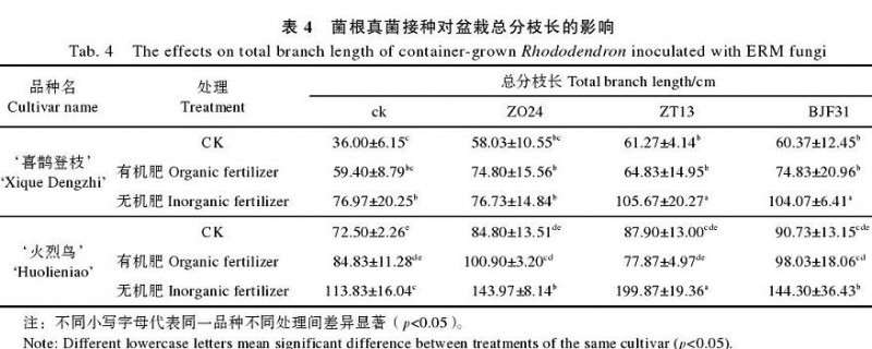菌根真菌接种对杜鹃盆栽总分枝长的影响