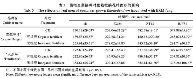 菌根真菌接种对杜鹃盆栽叶面积的影响