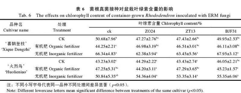 菌根真菌接种对杜鹃盆栽叶绿素含量的影响