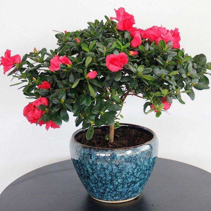 人工接种菌根真菌可显著促进盆栽杜鹃花的生长