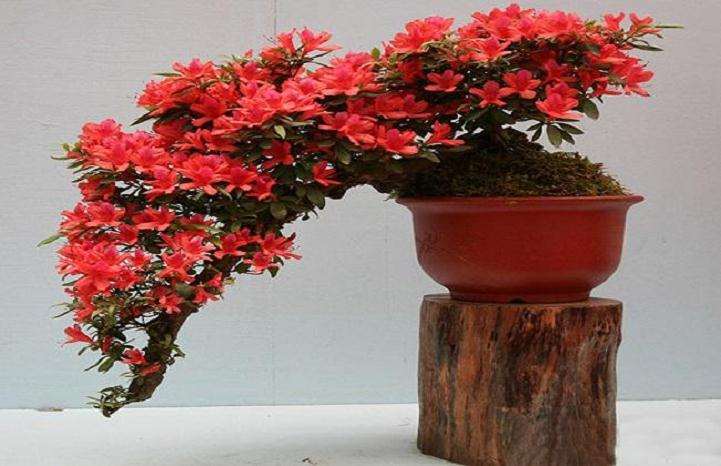 肥料种类怎么影响盆栽杜鹃花的生长