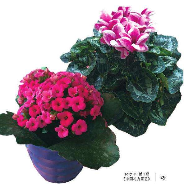 广东开花小盆栽