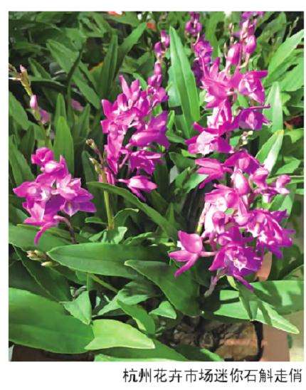 广东开花小盆栽