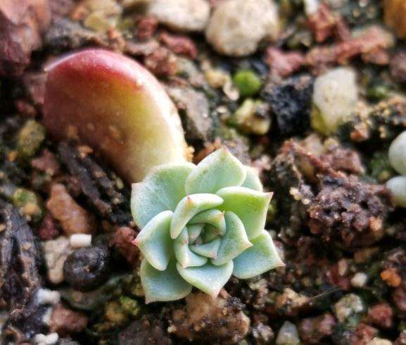 多肉小苗过夏天比成株容易