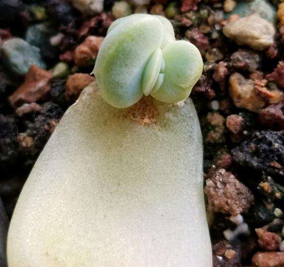 多肉小苗过夏天比成株容易