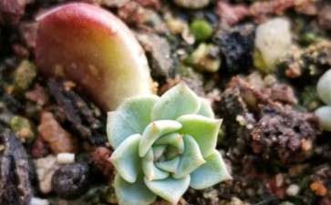 多肉小苗过夏天比成株容易 还是难