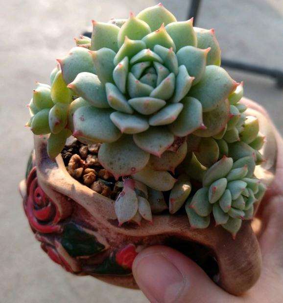 为什么静夜多肉 夏天必死