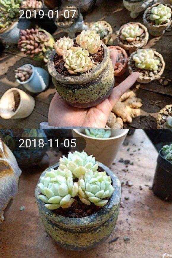 为什么静夜多肉 夏天必死