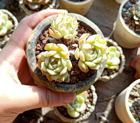 为什么静夜多肉 夏天必死