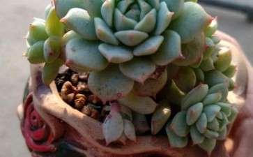 为什么静夜多肉 夏天必死