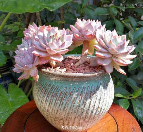 夏天必死的多肉植物有哪些