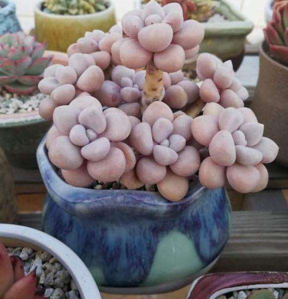 夏天必死的多肉植物有哪些