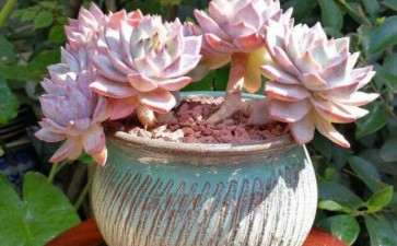 夏天必死的多肉植物有哪些 图片