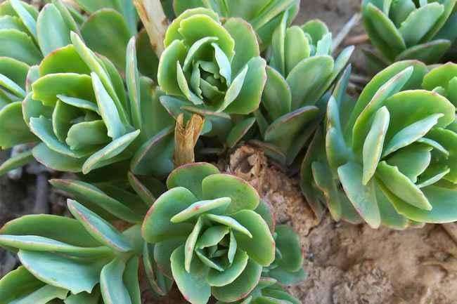 为什么夏天是玉蝶多肉死的最多