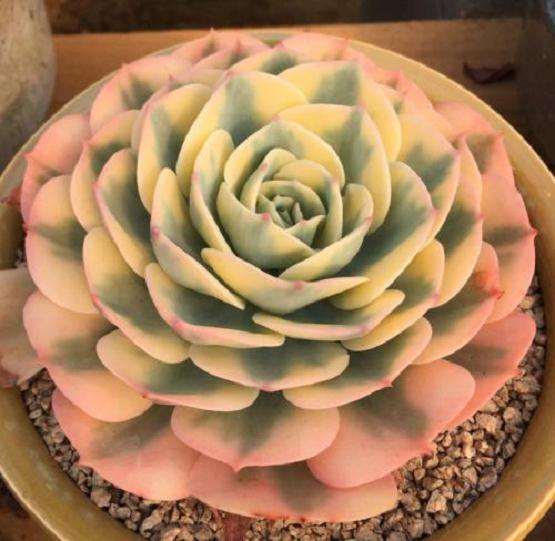 阳光房能养多肉么 夏天会不会热死