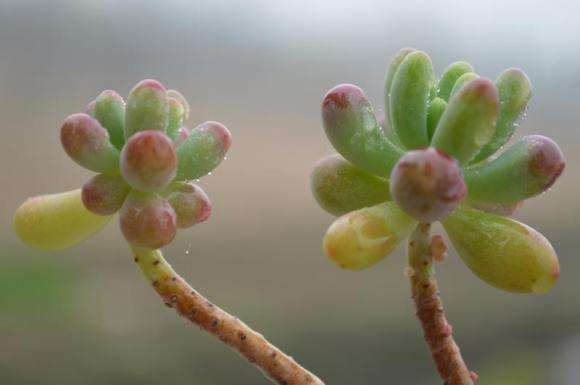 多肉夏天淋雨之后 应该怎么补救