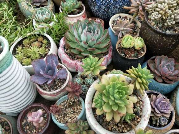 多肉夏天淋雨之后 应该怎么补救