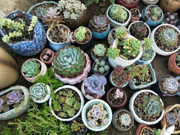 多肉夏天淋雨之后 应该怎么补救