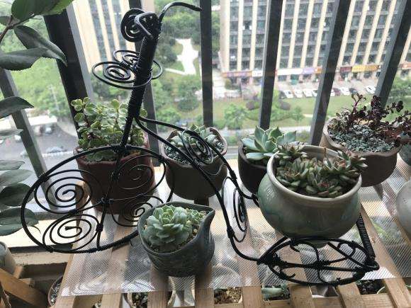 夏季多肉晒伤怎么办