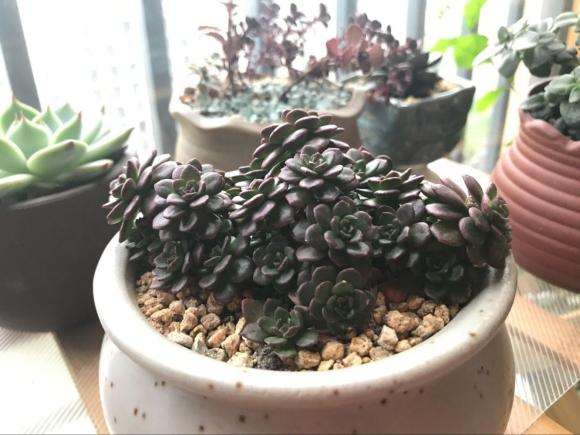 夏季多肉晒伤怎么办