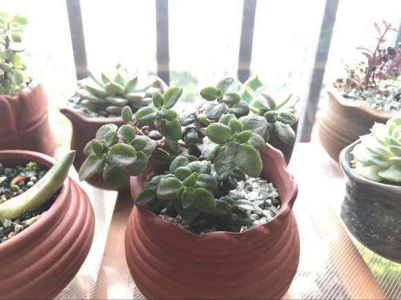 夏季多肉晒伤怎么办