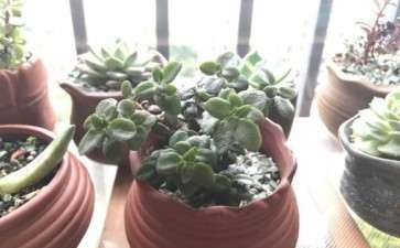 夏季多肉晒伤怎么办 2个方法 图片