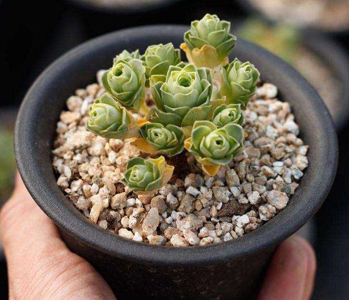 多肉夏季怎么判断是否休眠