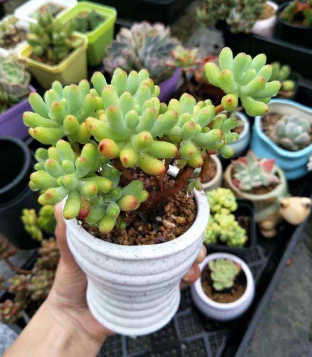 多肉夏季怎么判断是否休眠