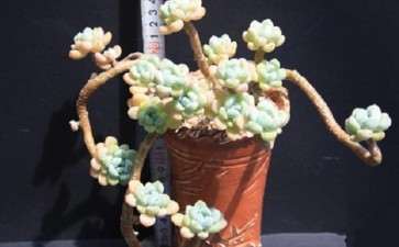 劳尔多肉能挺过夏天吗 怎么办