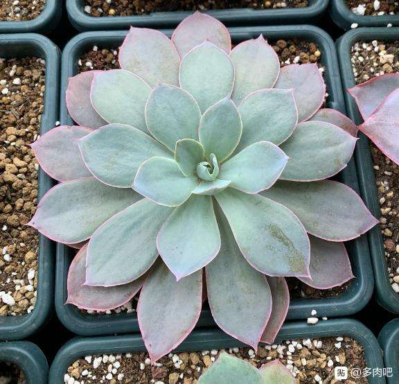 夏天还在多肉露养吗