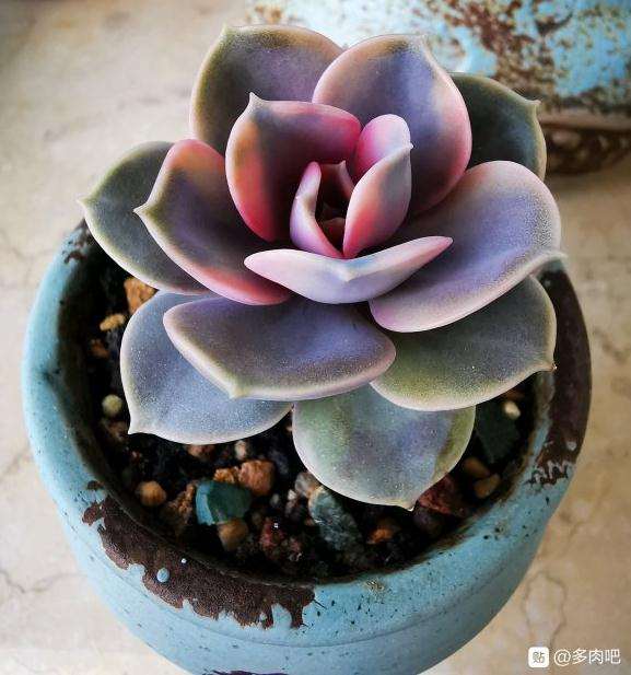 夏天还在多肉露养吗