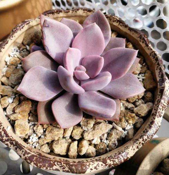 夏天还在多肉露养吗