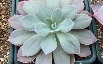 广东 夏天还在多肉露养吗