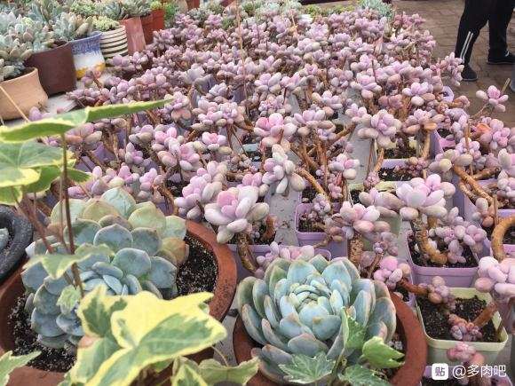 夏天桃蛋多肉怎么集体度夏