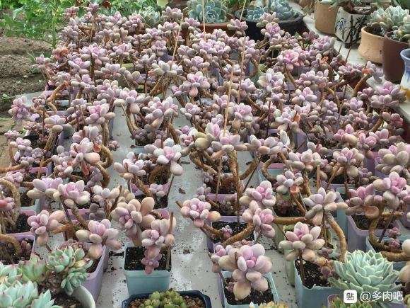 夏天桃蛋多肉怎么集体度夏