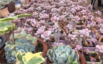 夏天桃蛋多肉怎么集体度夏 30多度