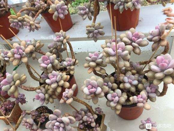 夏天在网上买多肉是不是太危险了