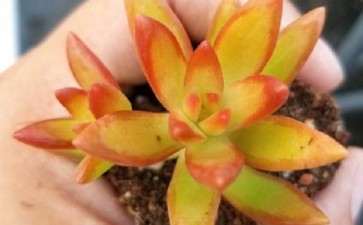 夏天在网上买多肉是不是太危险了