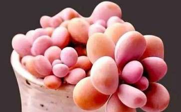 夏天多肉植物怎么降温控水的方法 图片